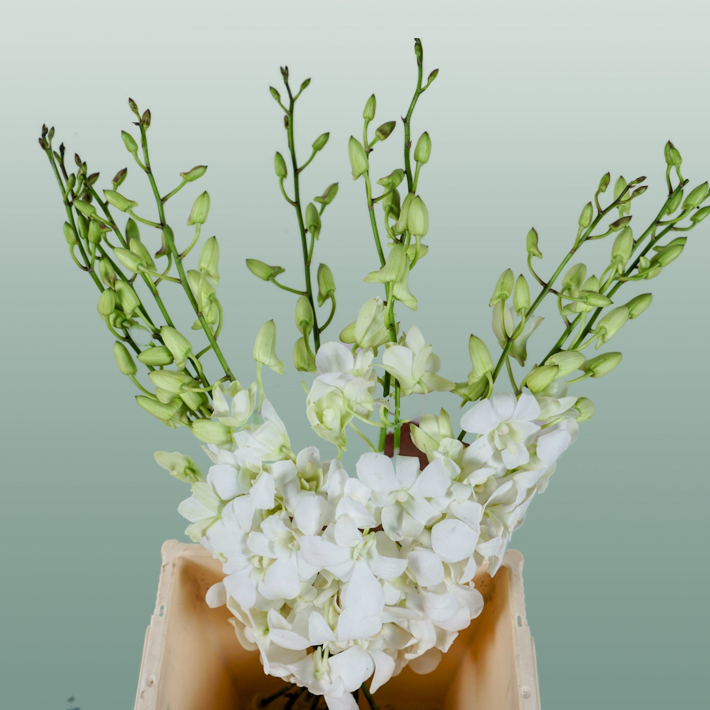 Dendrobium Orchid – Big White