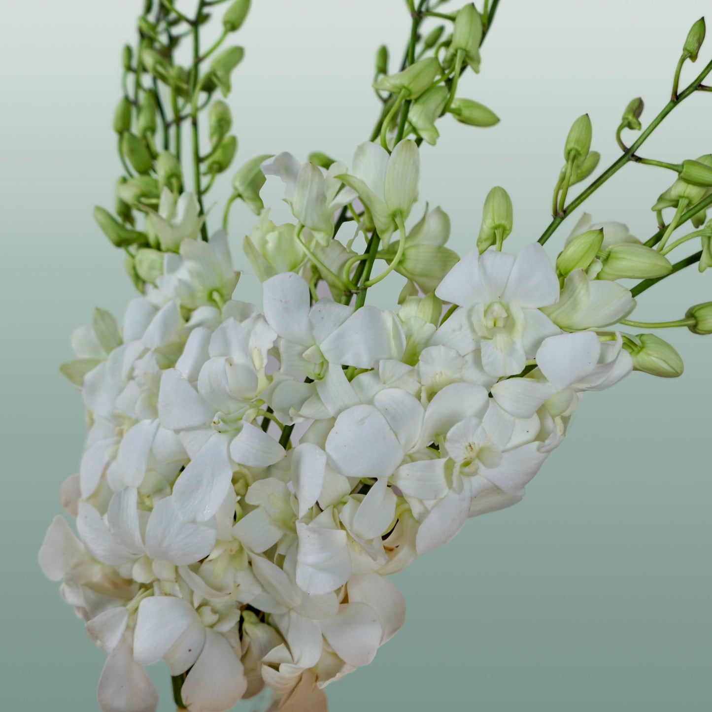 Dendrobium Orchid – Big White