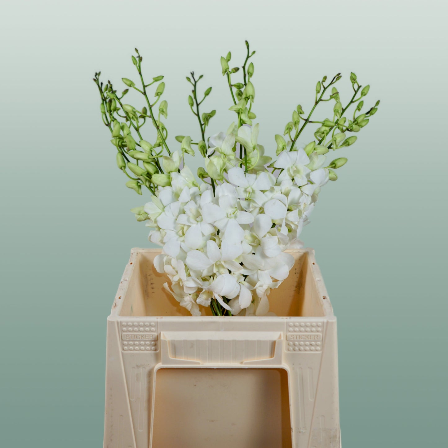 Dendrobium Orchid – Big White