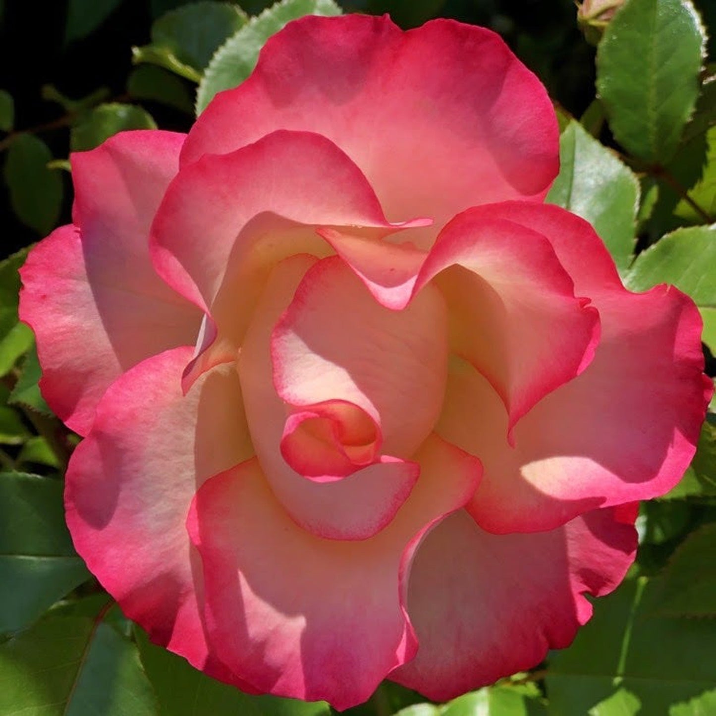 Rose Birthday Girl €˜Meilasso€™ | Floribunda Rose | 4L Potted Rose