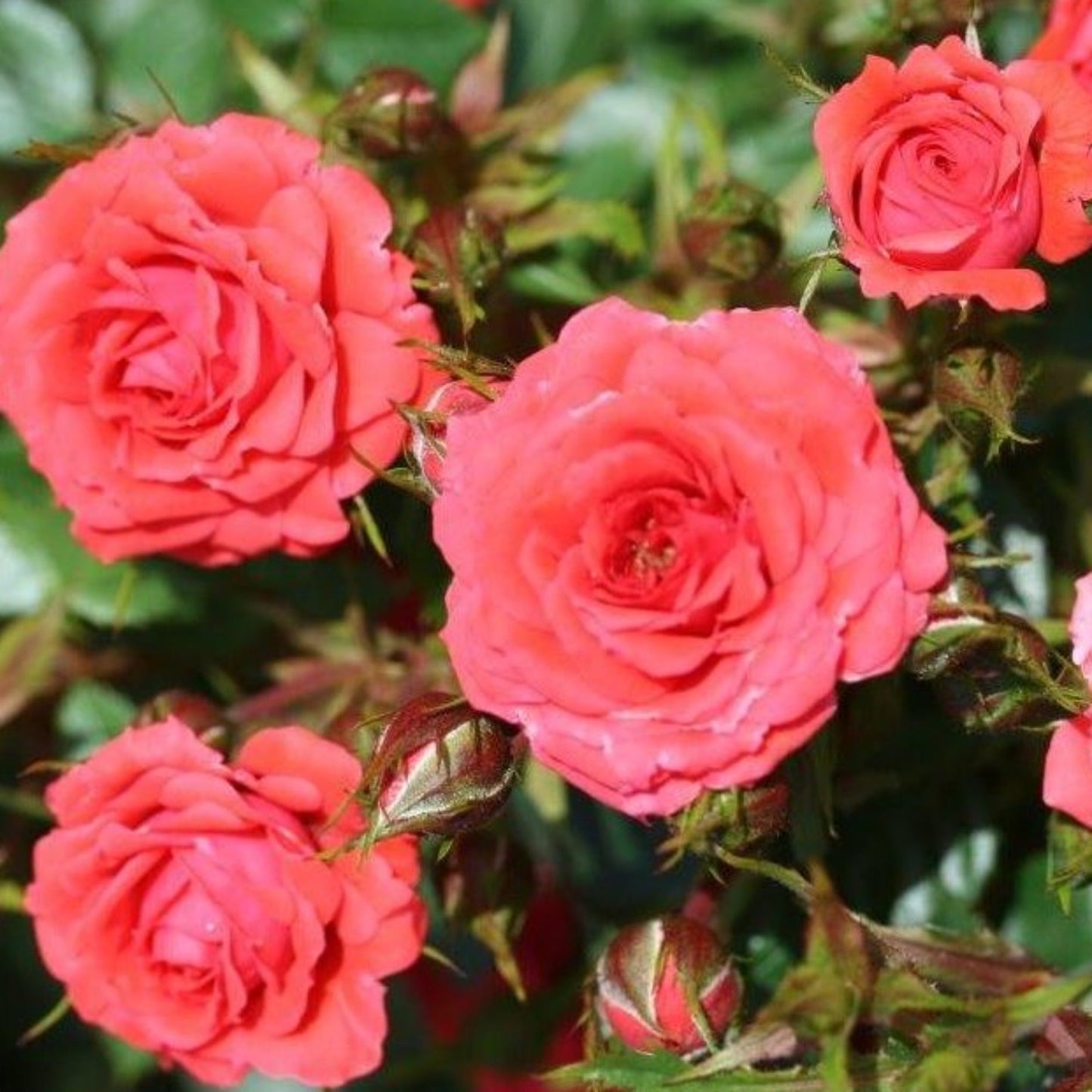 Rose Birthday Wishes | Patio Rose | 4L Potted