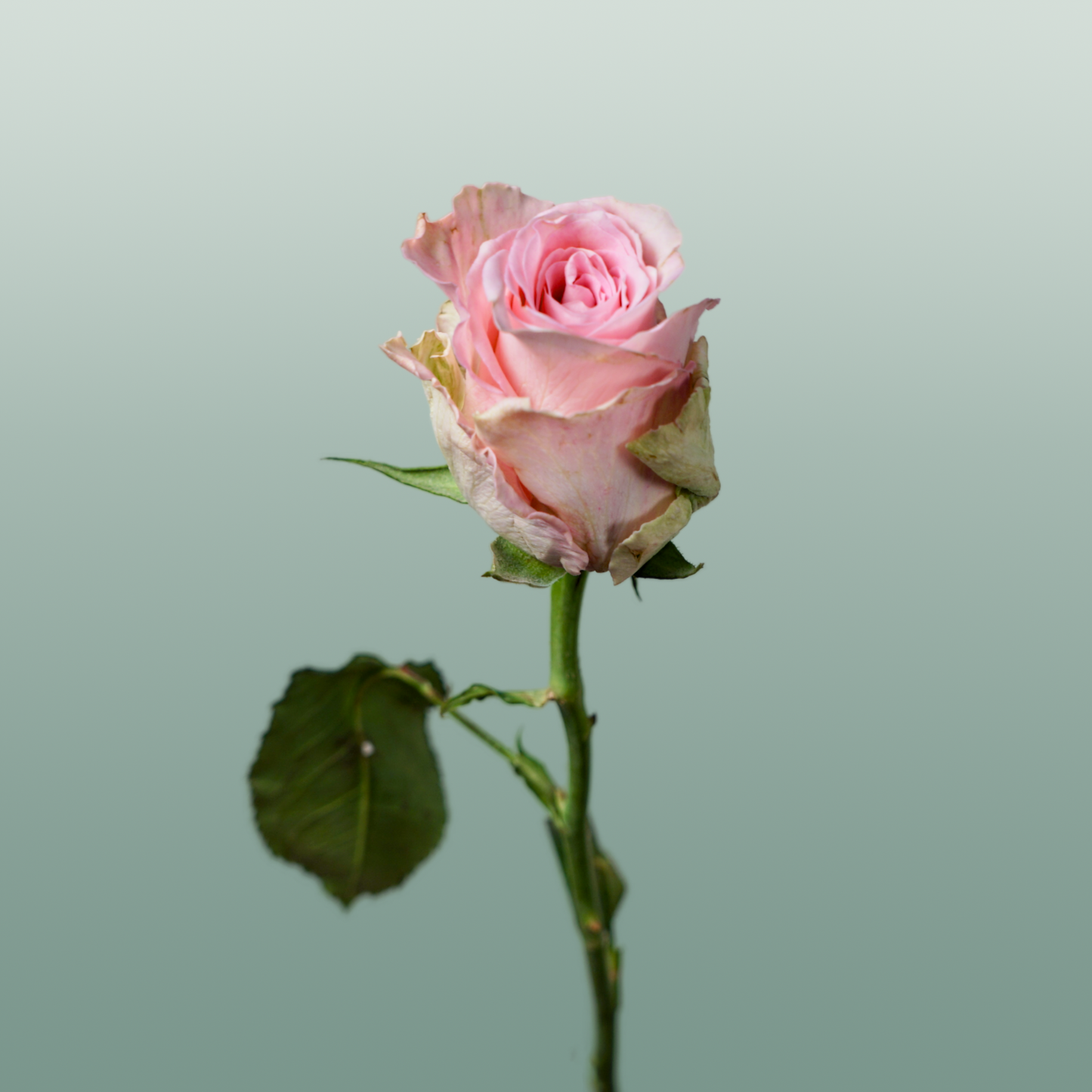 Rose Bisou @