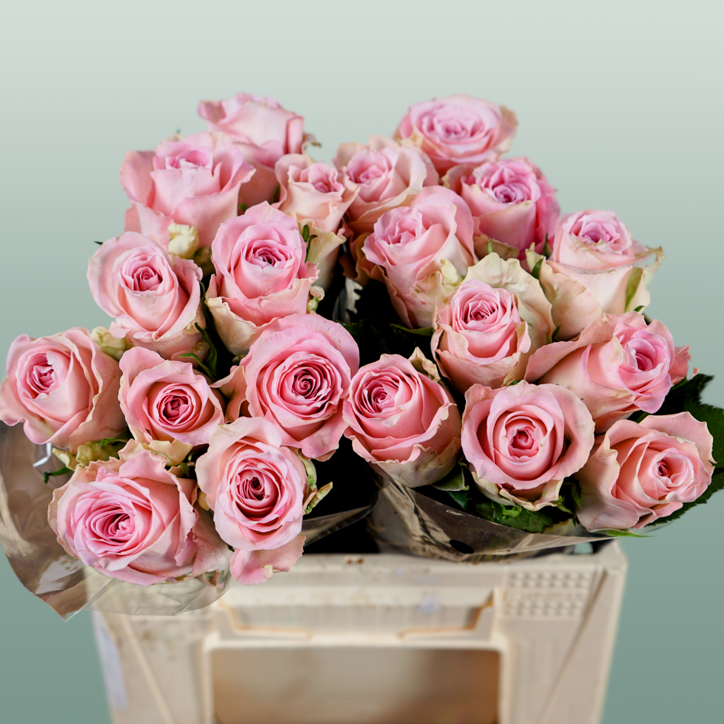 Rose Bisou @