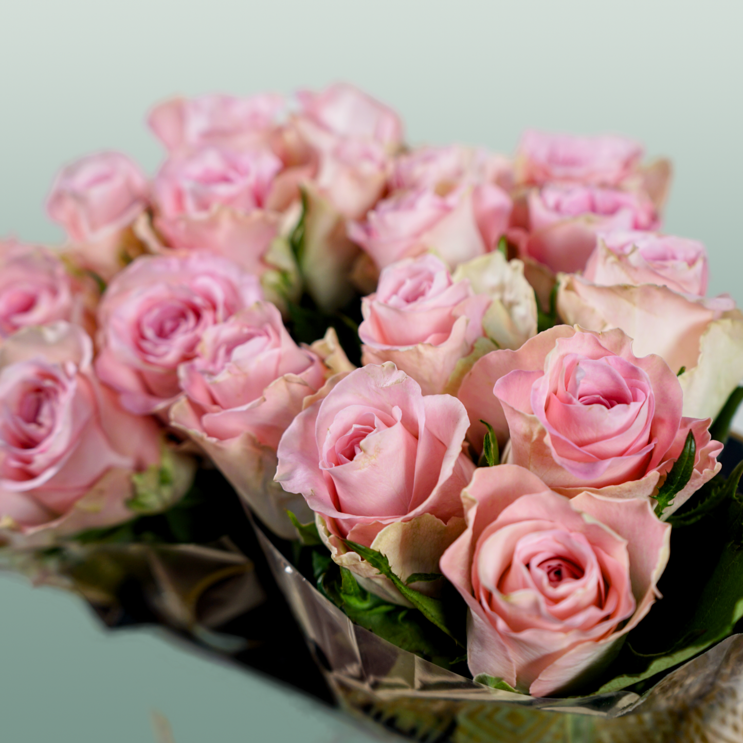 Rose Bisou @
