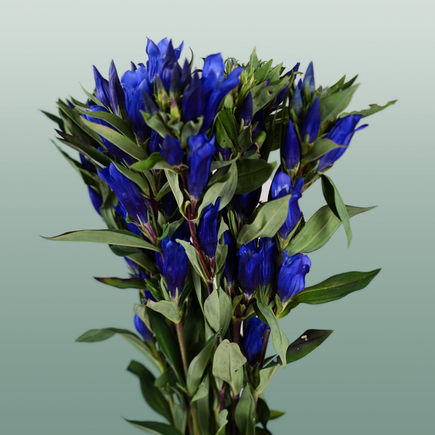 Blue Gentiana ‘Kagayaki’ – 80cm Stems