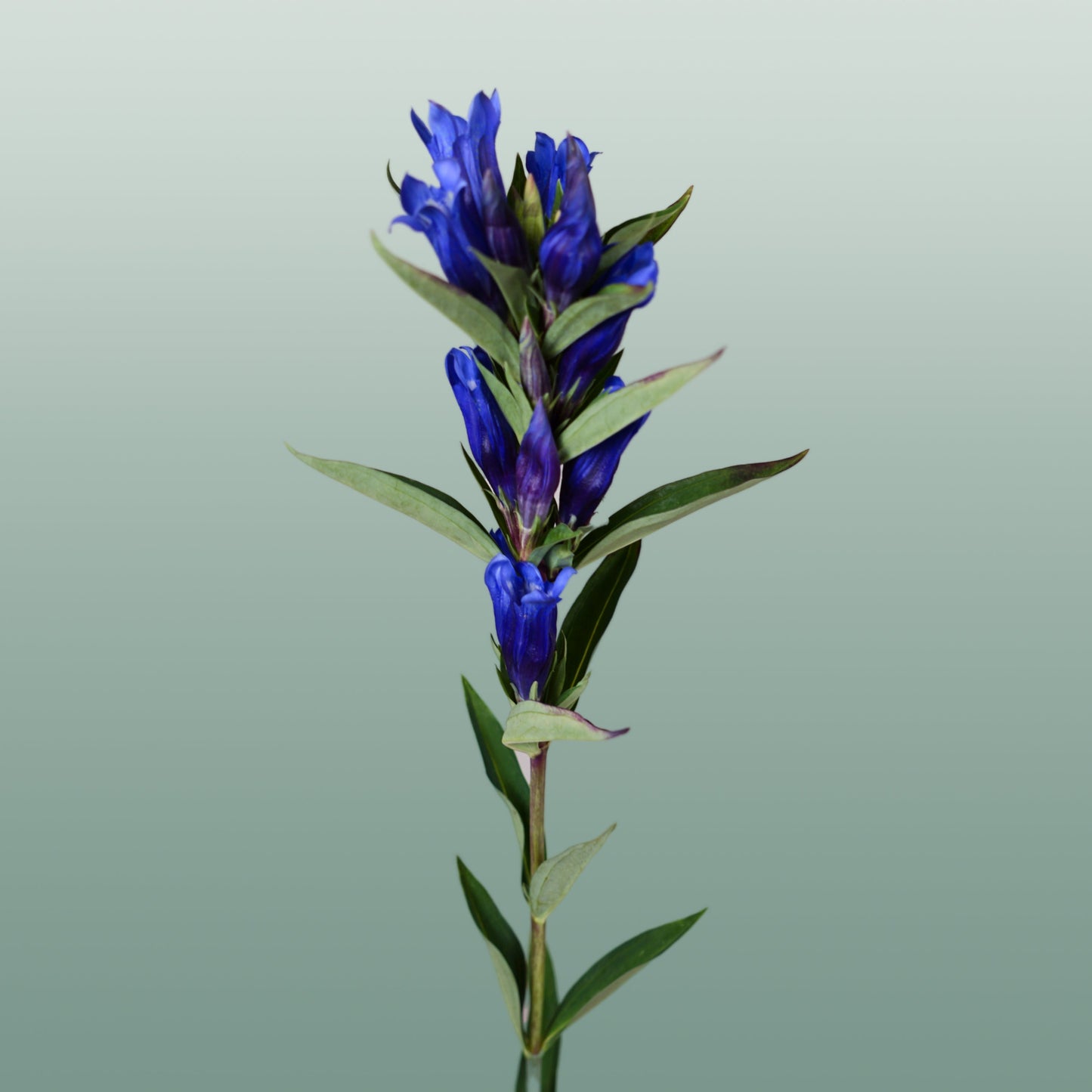 Blue Gentiana ‘Kagayaki’ – 80cm Stems