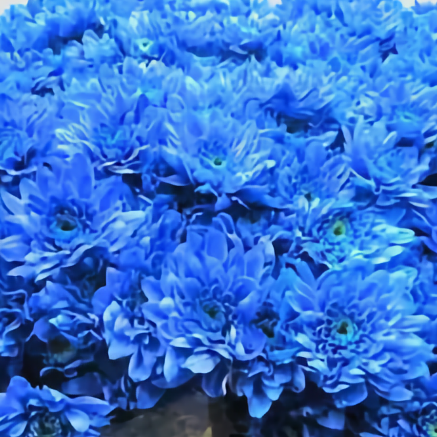 Chrysanthemum Spray Dyed Euro Blauw