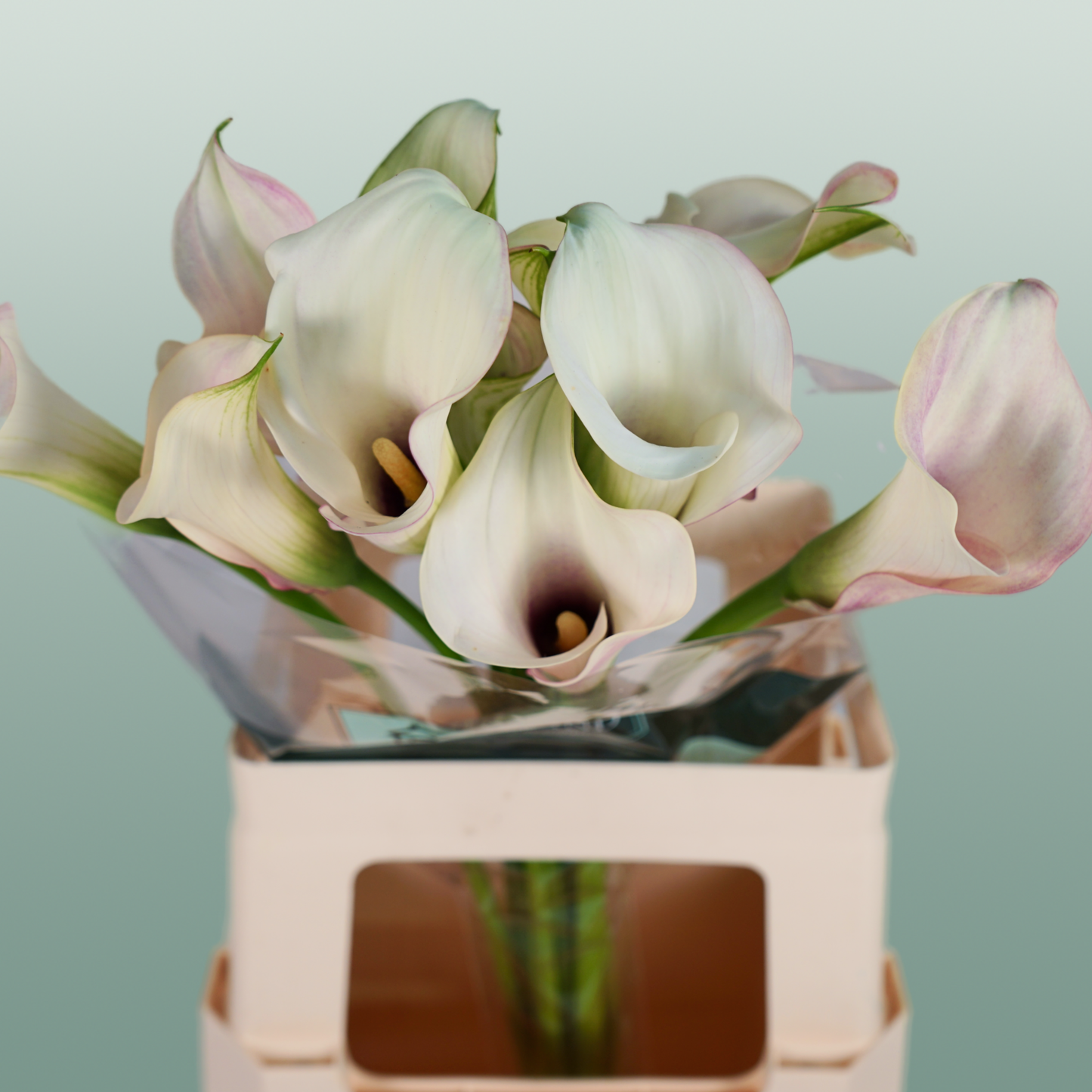 Calla Lily - Zantedeschia - Blushing Lady
