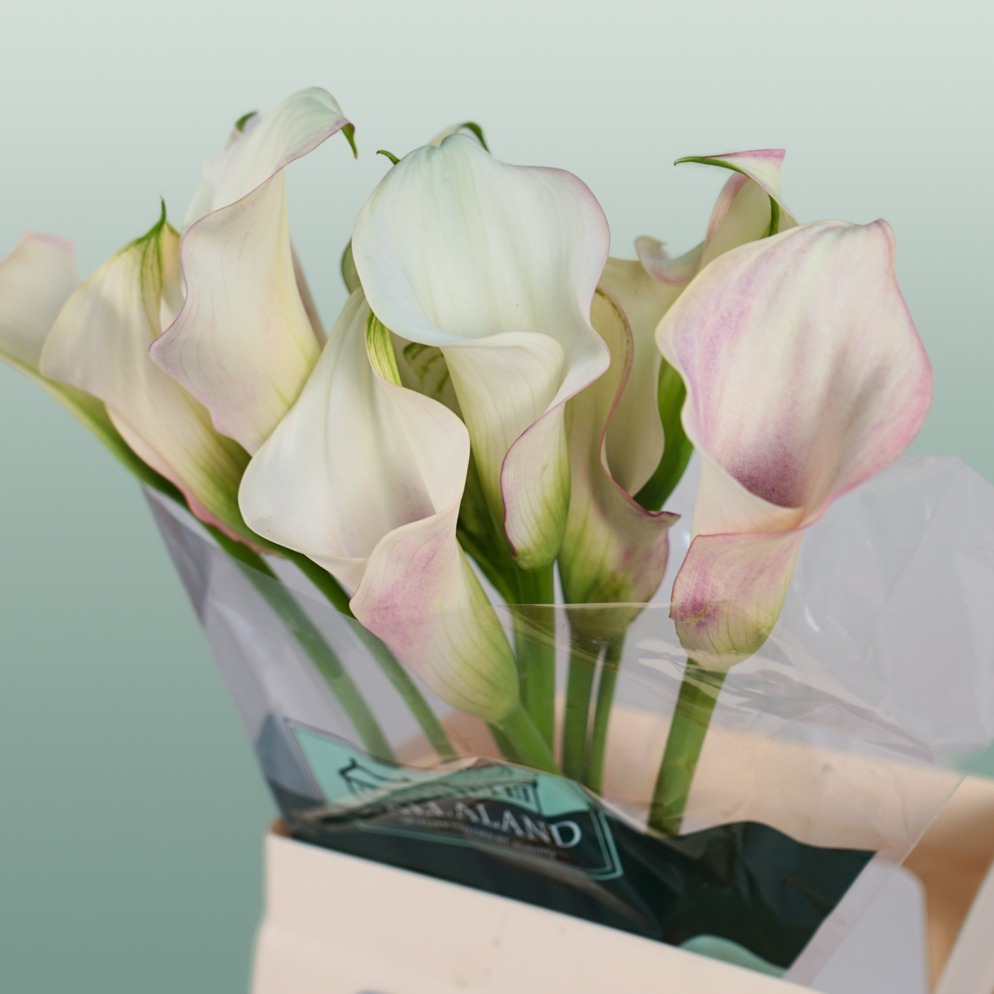Calla Lily - Zantedeschia - Blushing Lady