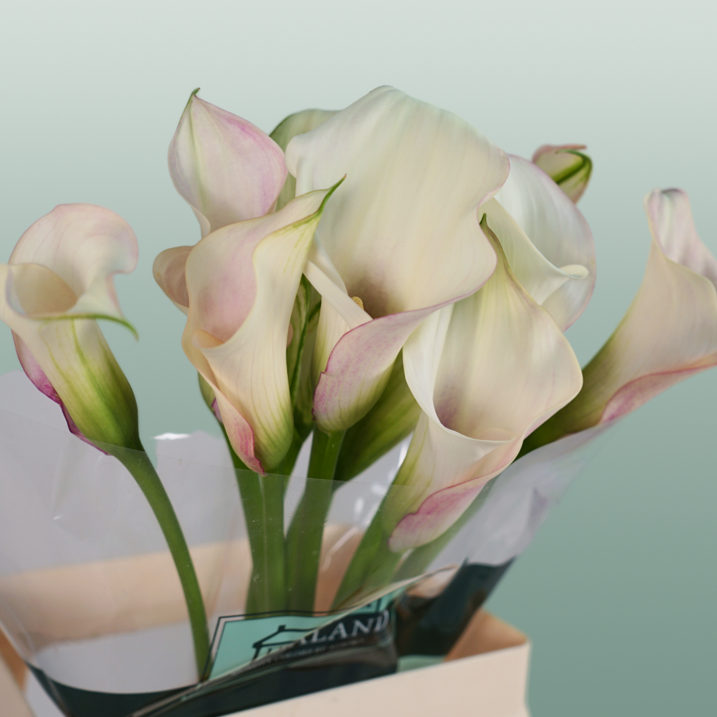 Calla Lily - Zantedeschia - Blushing Lady