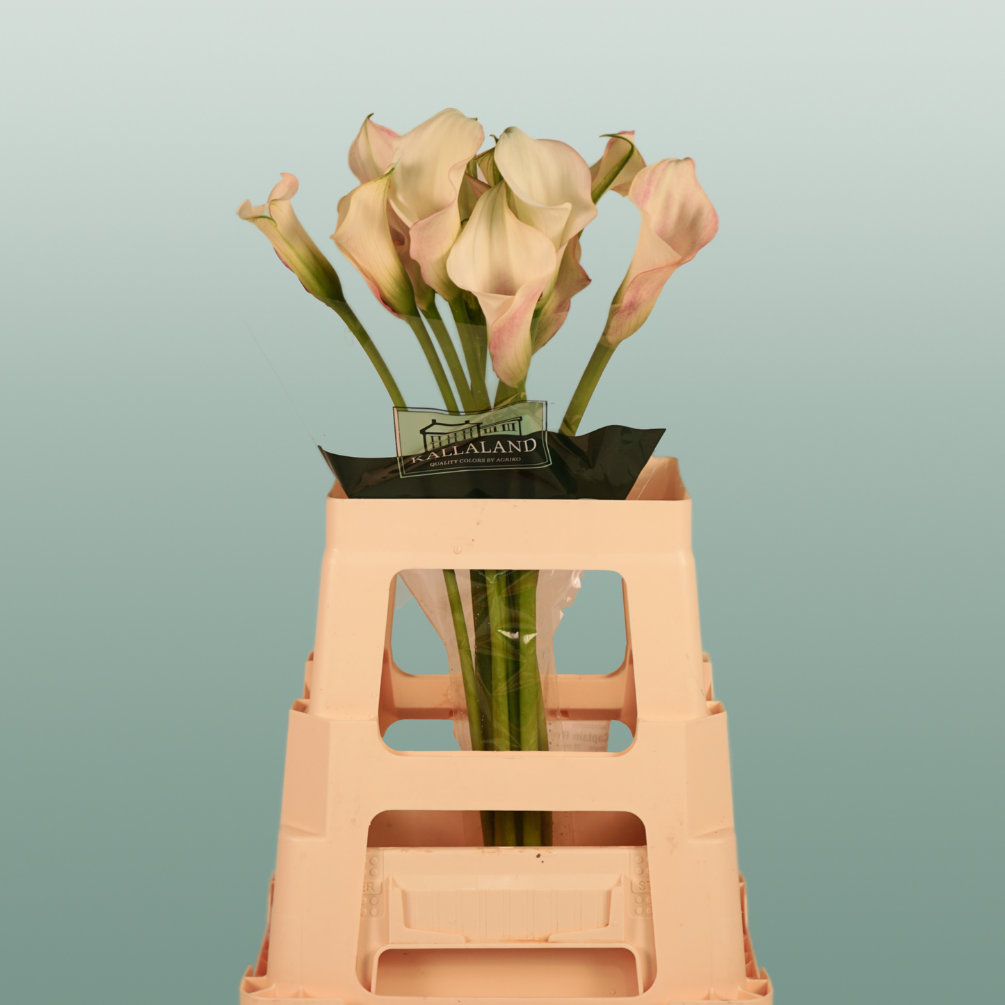 Calla Lily - Zantedeschia - Blushing Lady