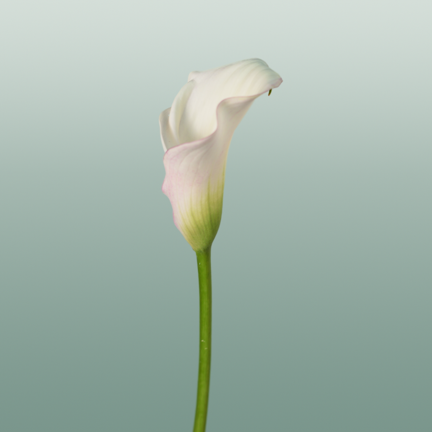 Calla Lily - Zantedeschia - Blushing Lady