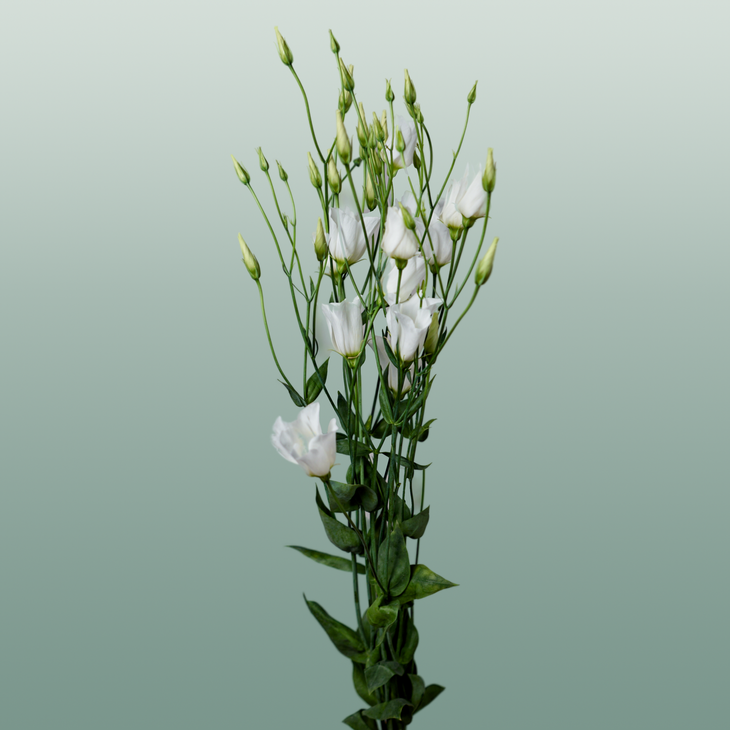 White Lisianthus ‘Macherie White’ – 70cm Stems