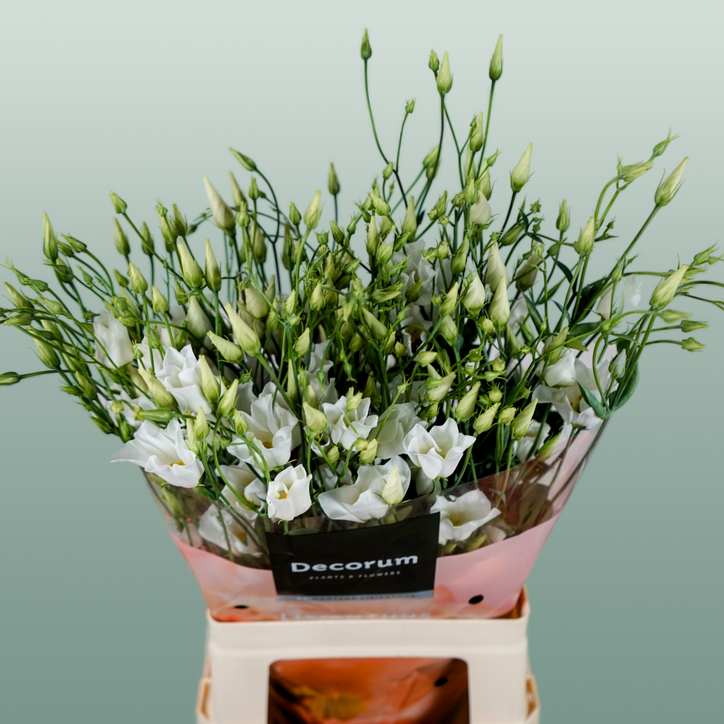 White Lisianthus ‘Macherie White’ – 70cm Stems