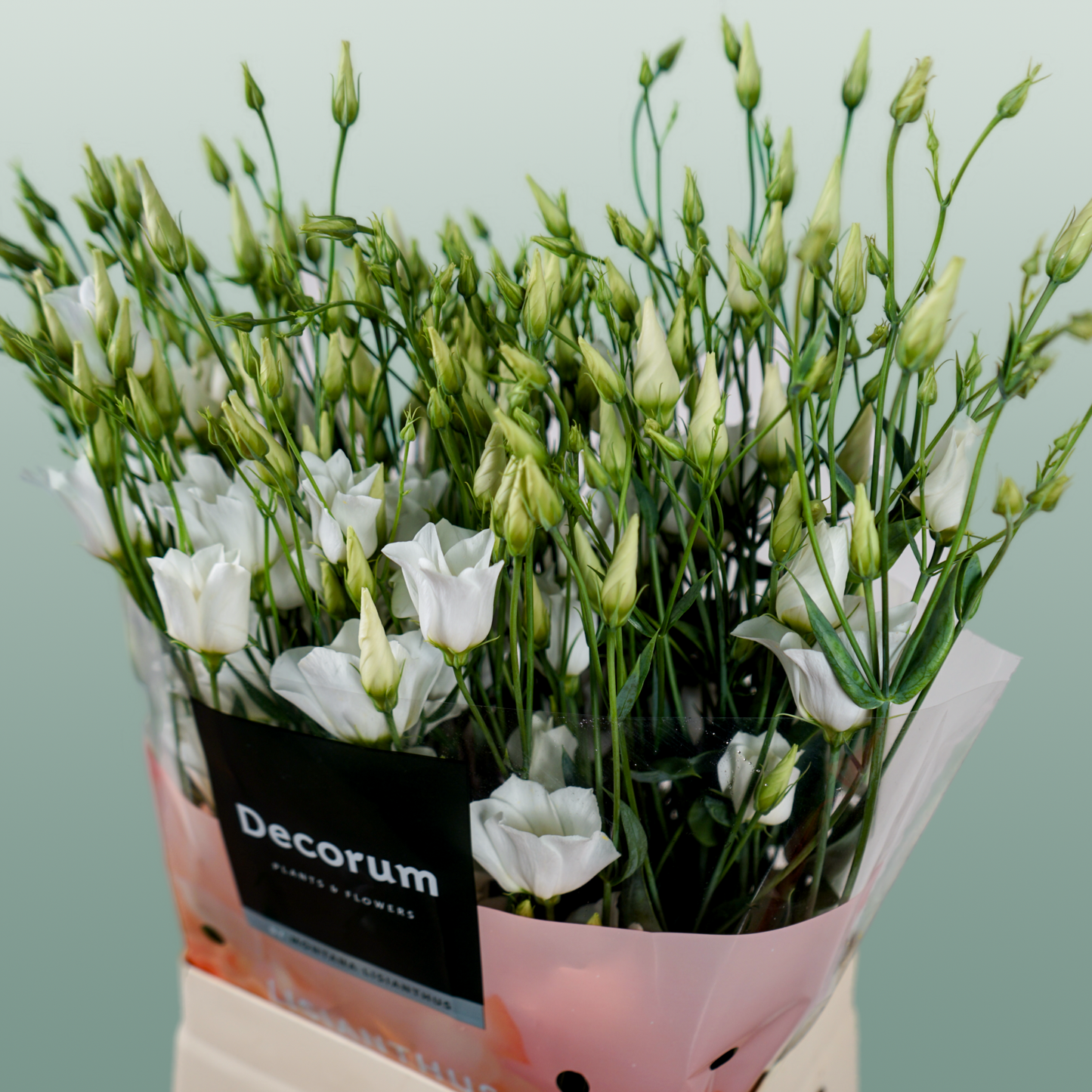 White Lisianthus ‘Macherie White’ – 70cm Stems