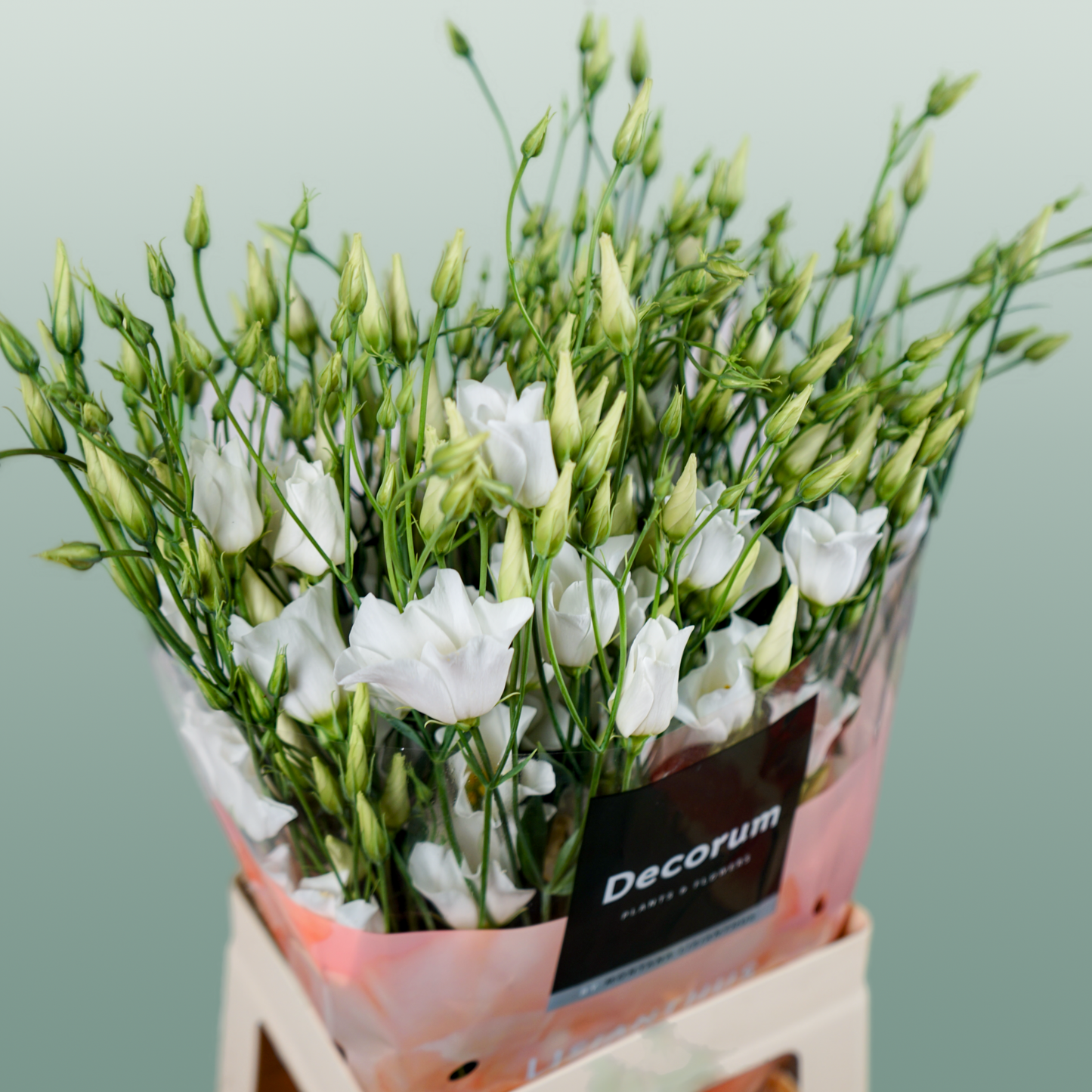 White Lisianthus ‘Macherie White’ – 70cm Stems