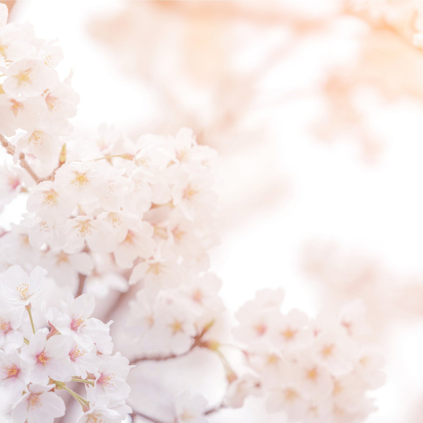 Ornamental Flowering Cherry Blossom Dwarf Tree -  Nipponica âBrilliant'