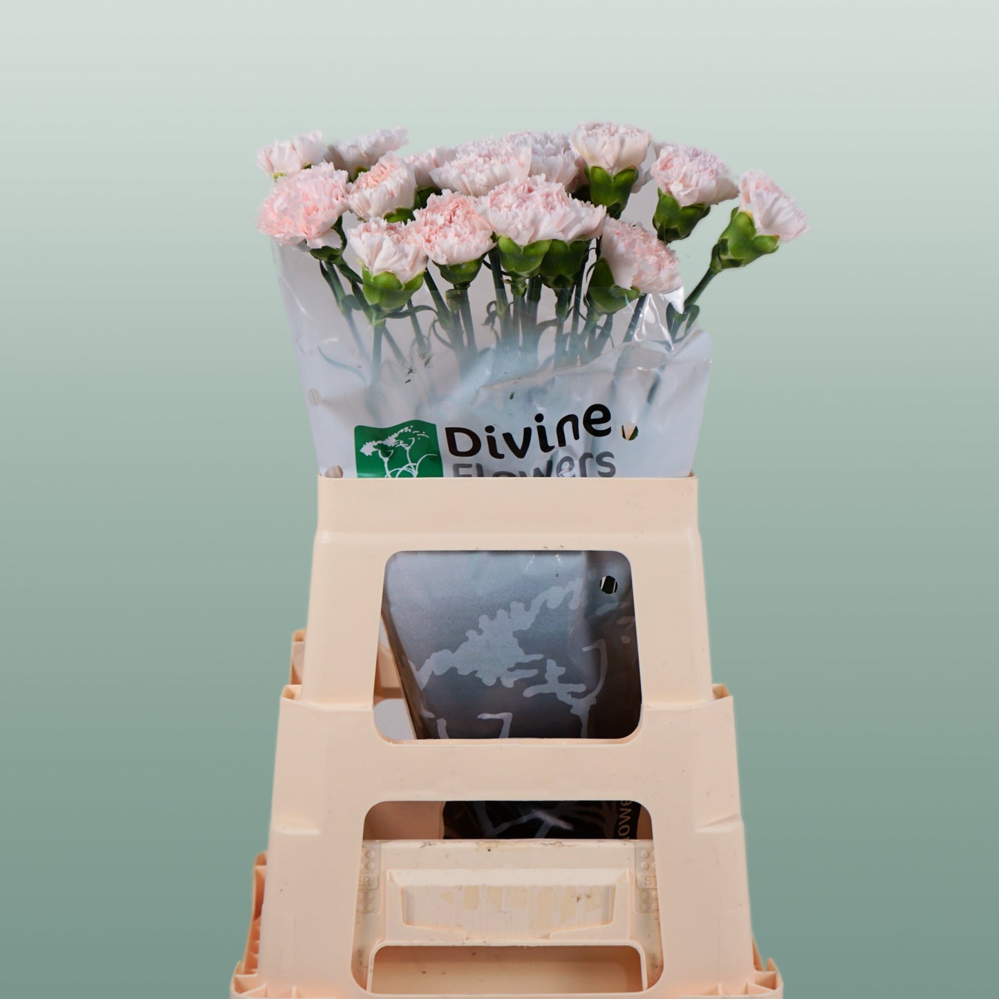 Carnation Standard Brut (20 Stems)