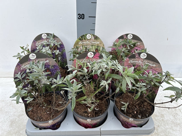 Buddleja Butterfly Candy 'Little Ruby' 1L/2L/3L