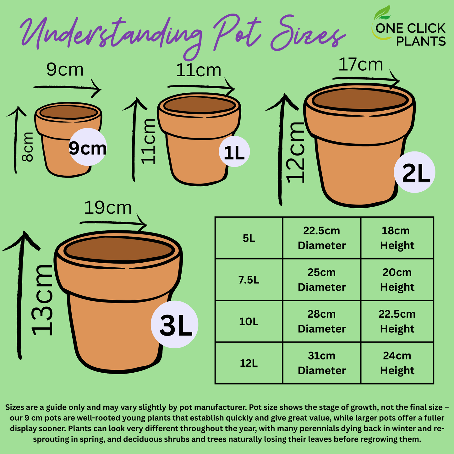 Teucrium x Lucidrys 9cm
