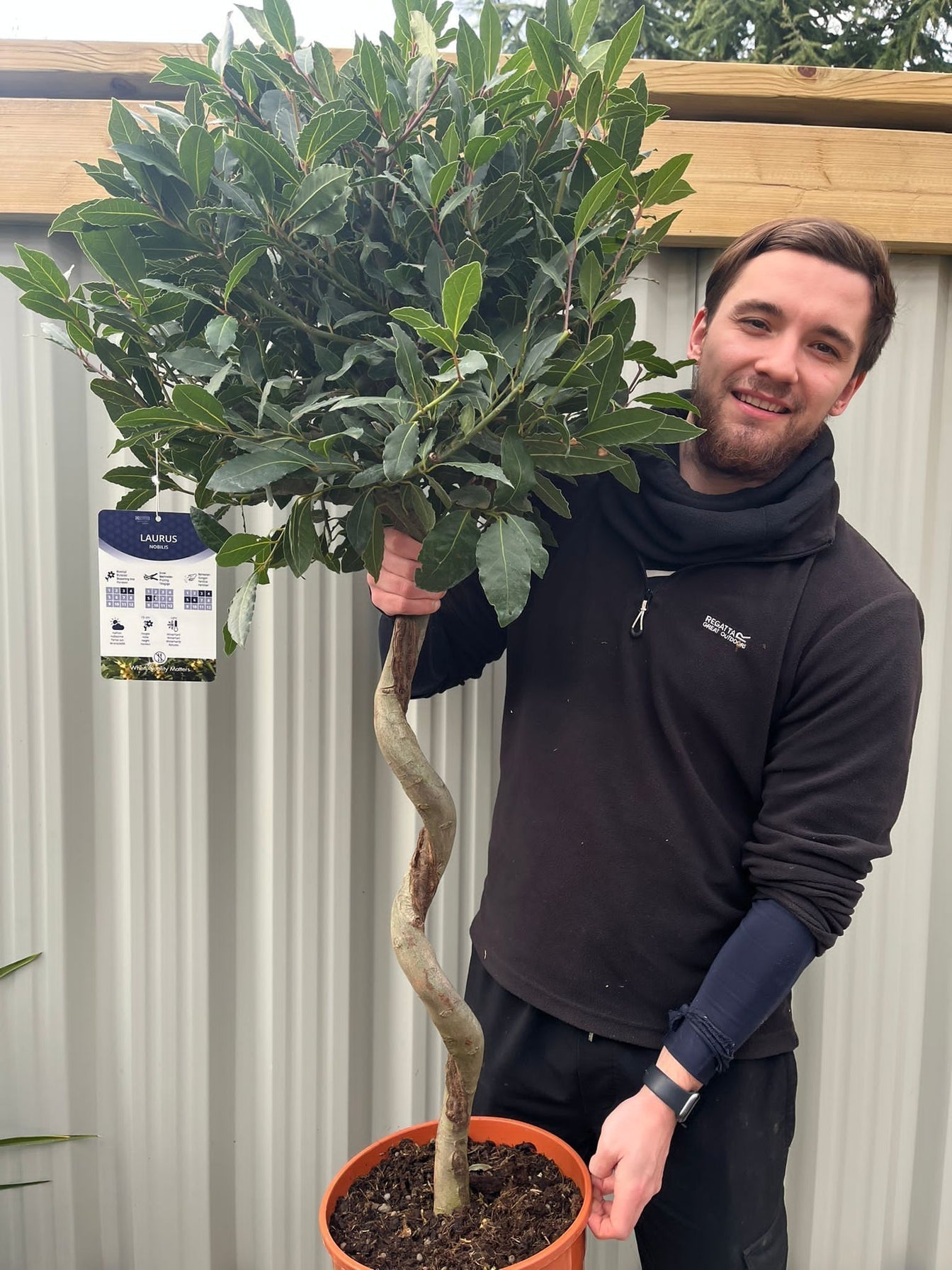 4ft / 5ft Spiral Stem Standard Bay Tree | Laurus nobilis | 110-120cm, 140-150cm.