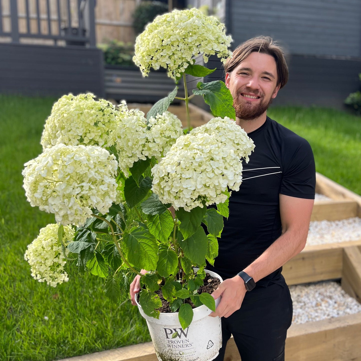 Hydrangea arborescens 'Incrediball' / 'Strong Annabelle' 3L / 5L / 10L