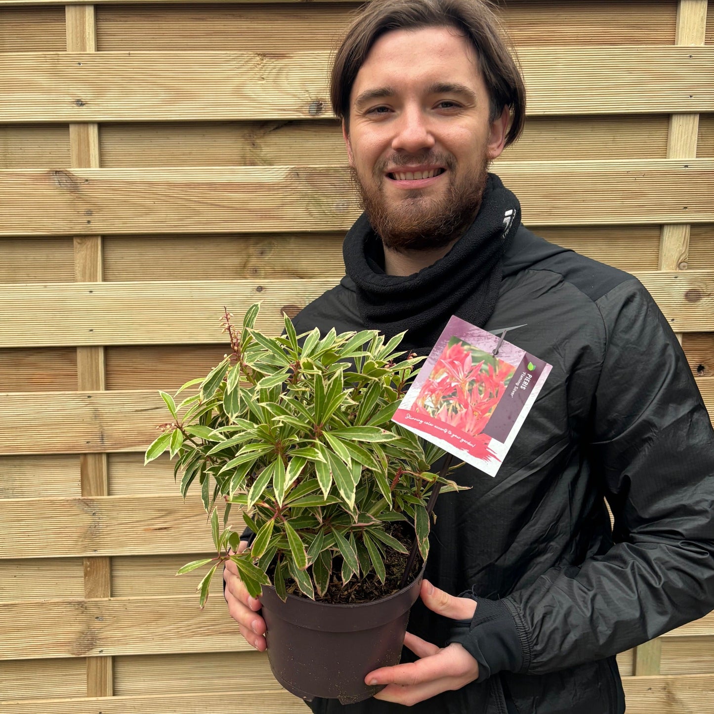 Pieris Japonica €˜Flaming Silver€™ 9cm-3L