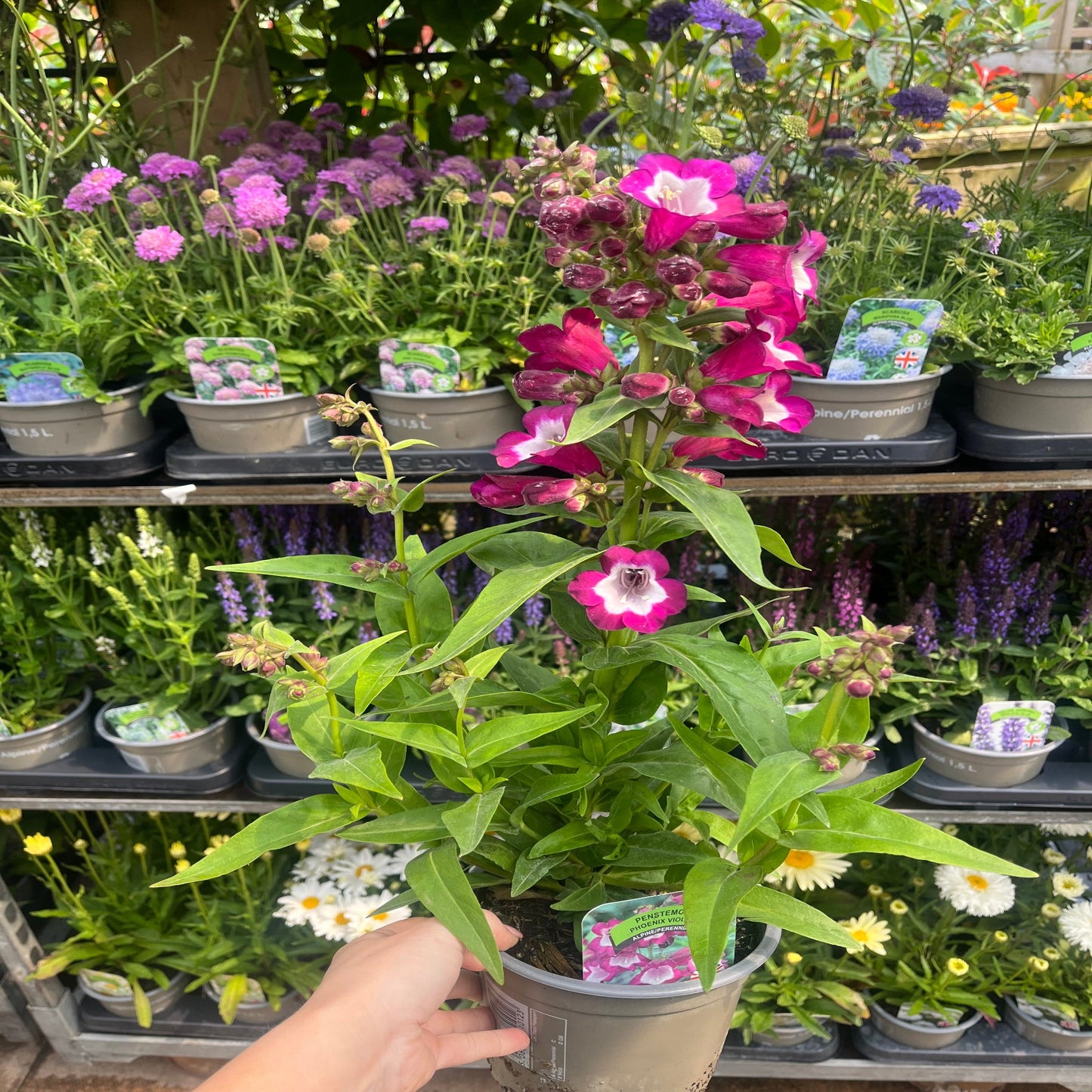 Penstemon Phoenix Violet 9cm Pot