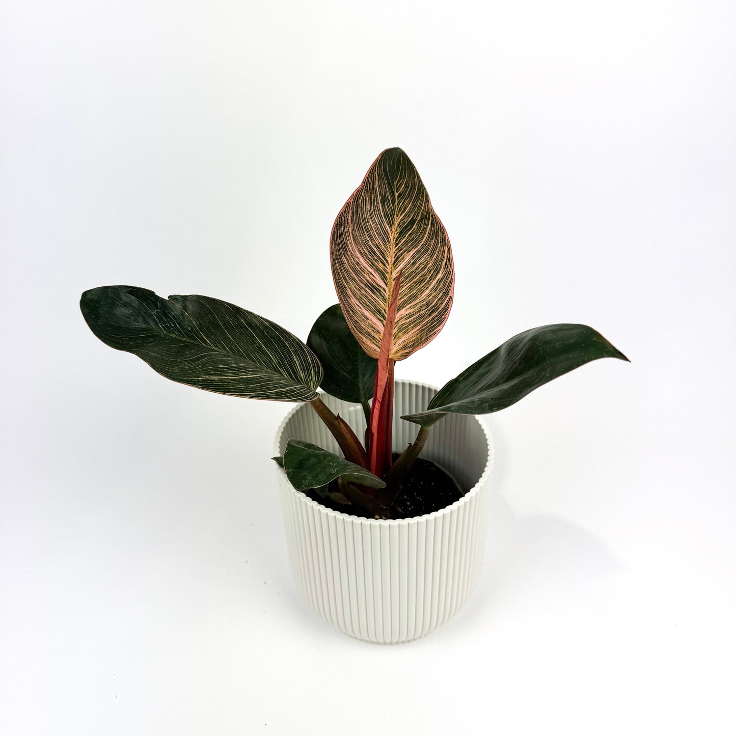 Philodendron Pink Bikini 12cm Houseplant