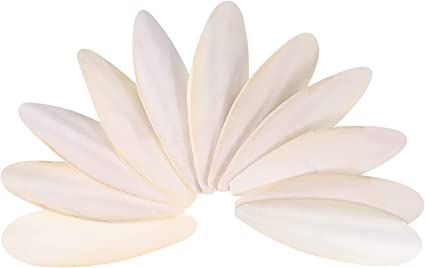 Cuttlefish Bone For Birds
