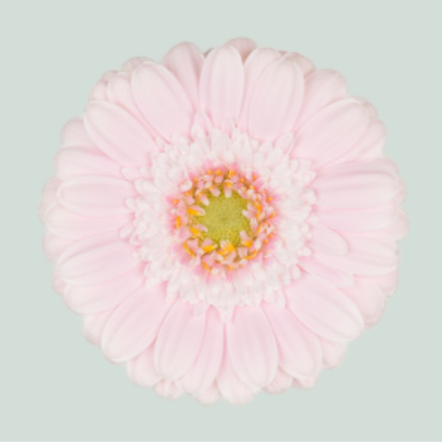 Pink Germini ‘Hocaba’ Cut Flowers – 50cm Stems
