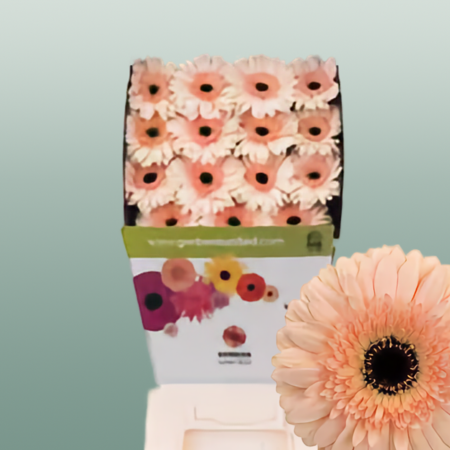 Gerbera - Cafe del Mar