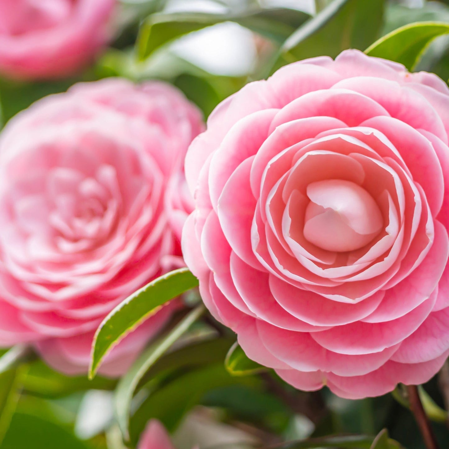 Camellia japonica 'Wilsoodii€™ 3L (70cm Tall)