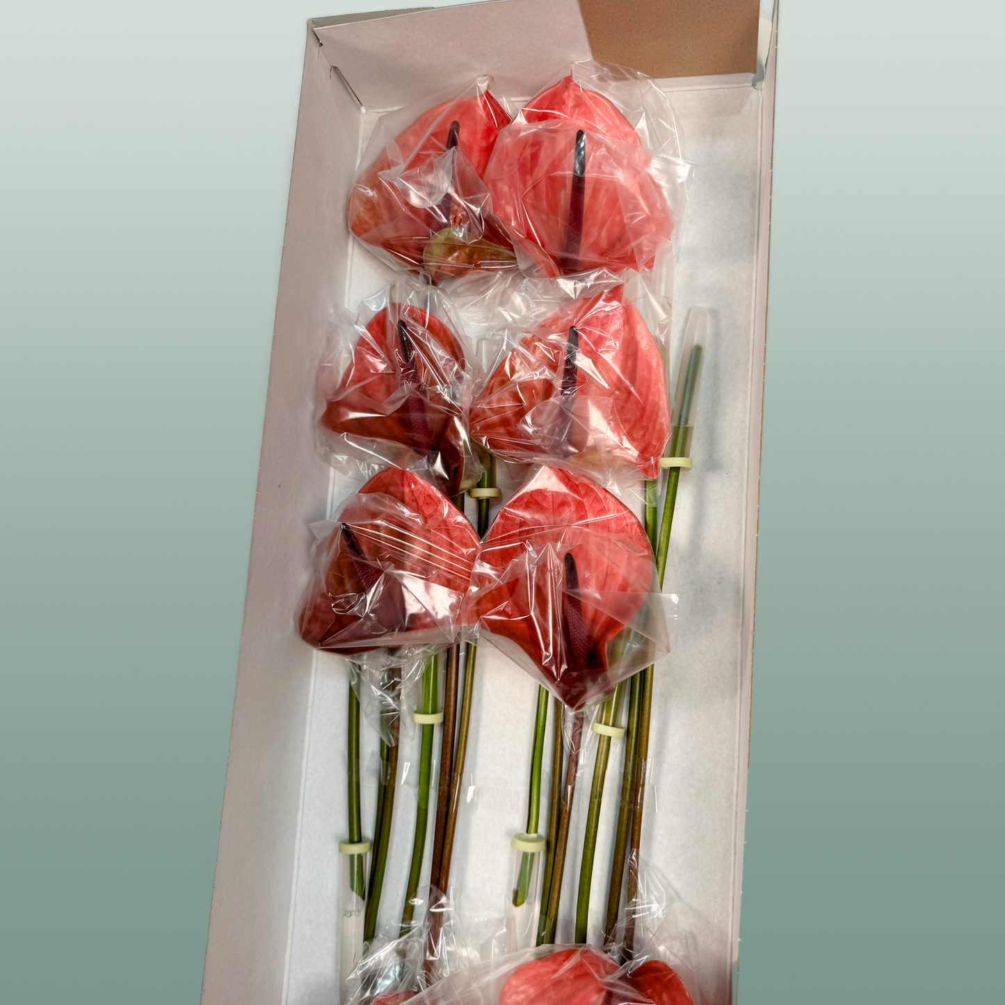 Red Anthurium Anthiqdo – 40cm Stems