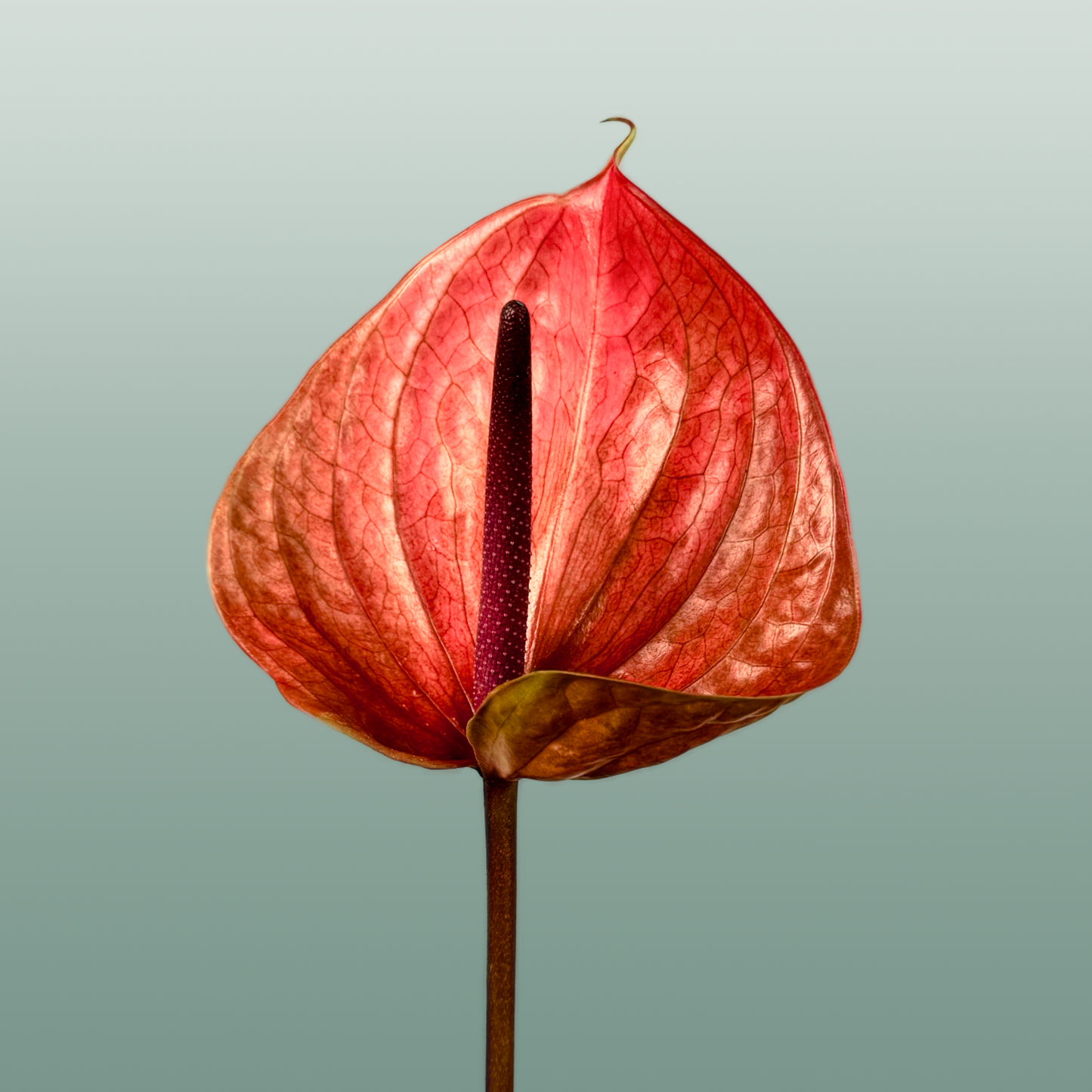 Red Anthurium Anthiqdo – 40cm Stems