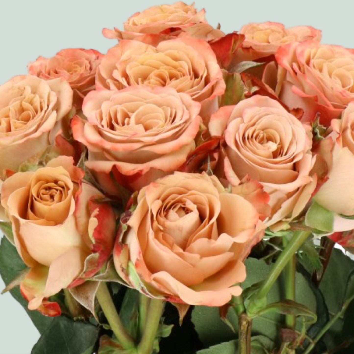 Spray Rose Cappuccino