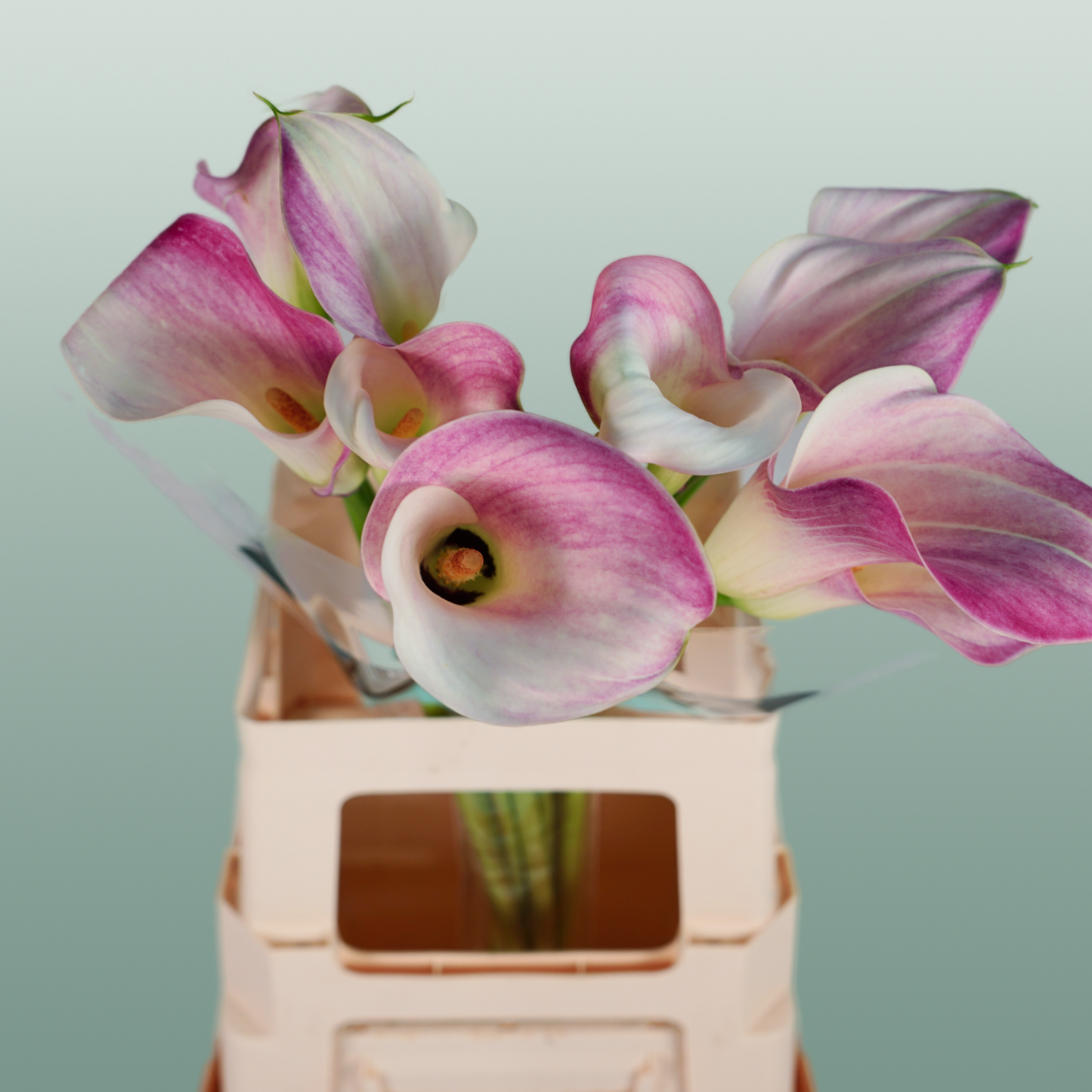 Calla Lily - Zantedeschia - Captain Rosette