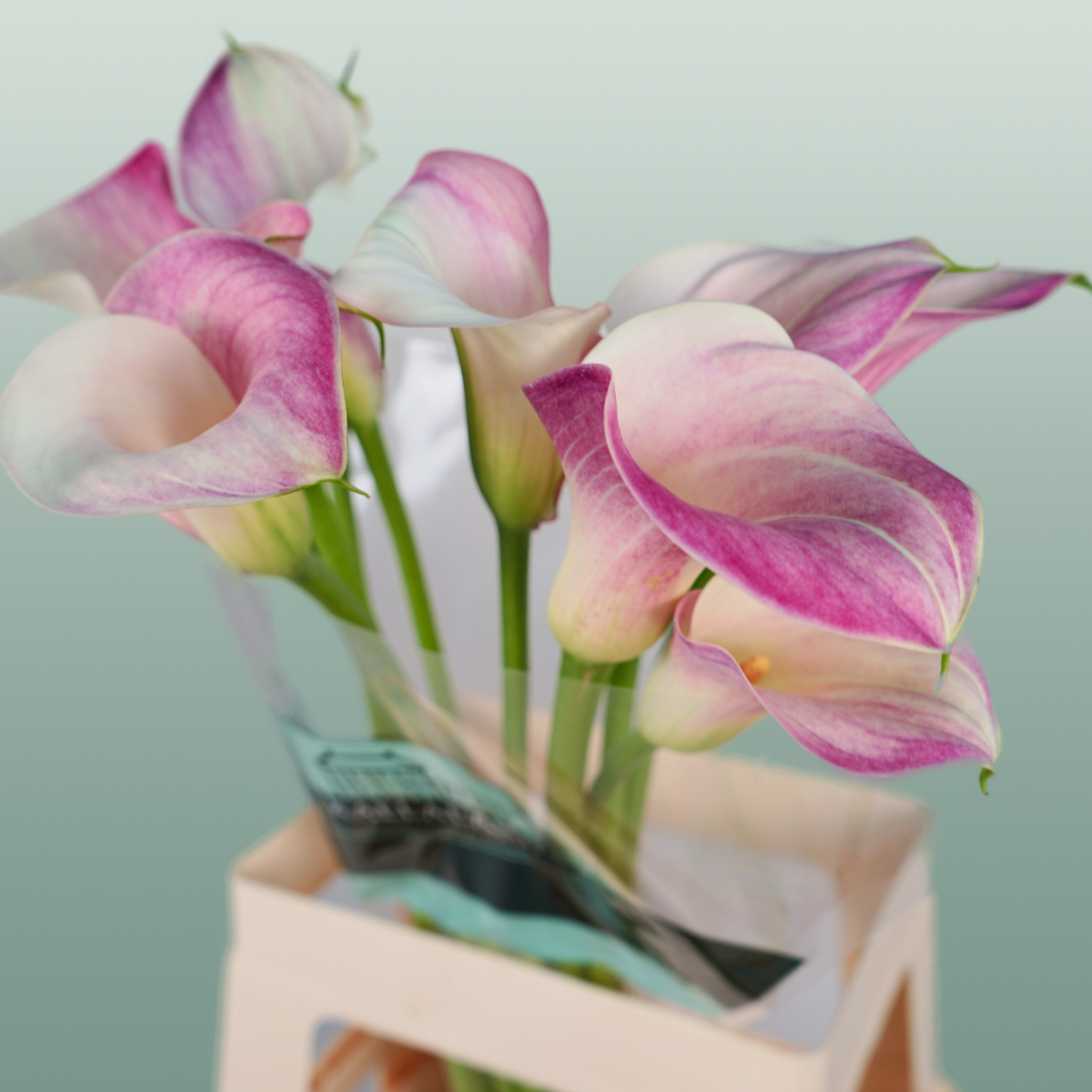 Calla Lily - Zantedeschia - Captain Rosette
