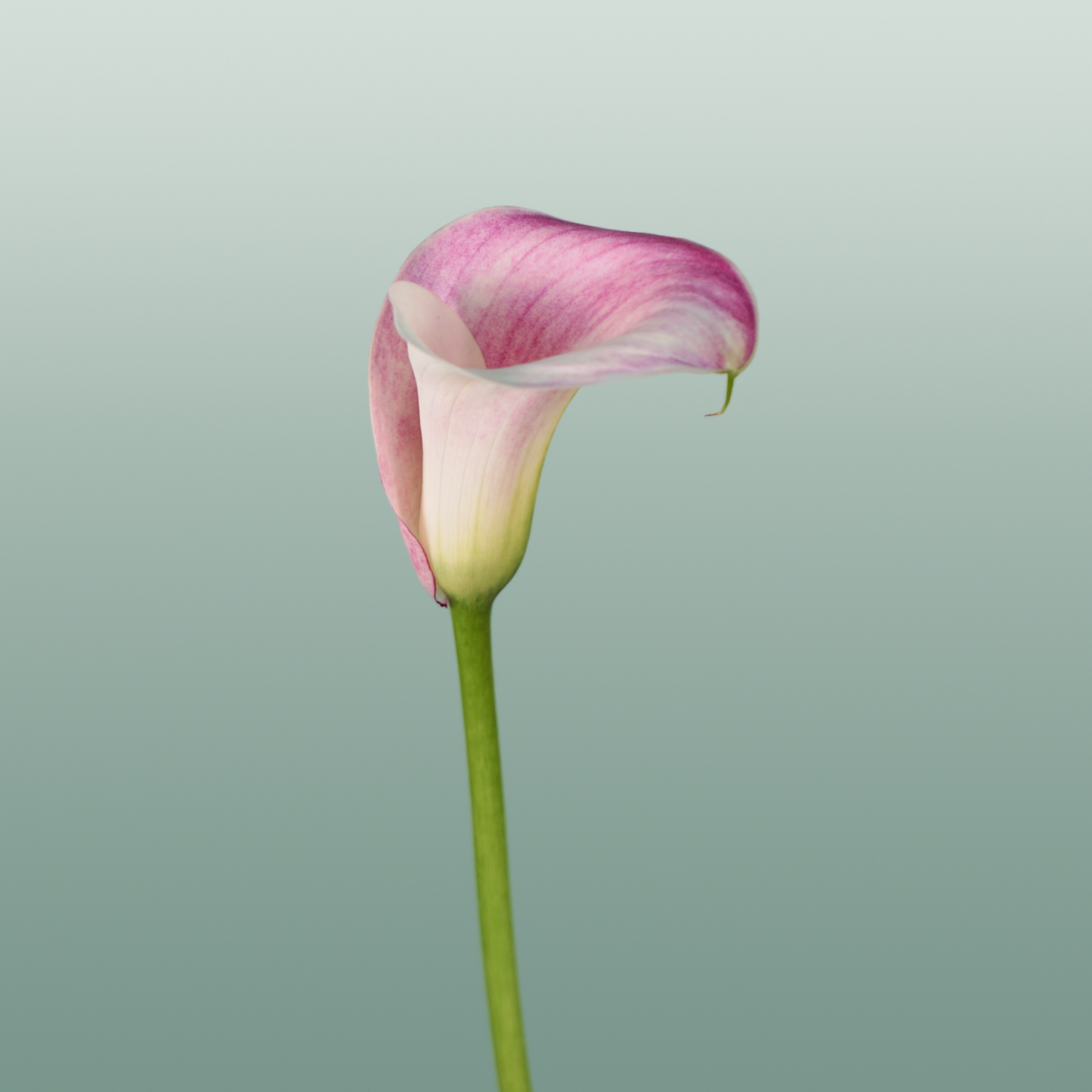 Calla Lily - Zantedeschia - Captain Rosette