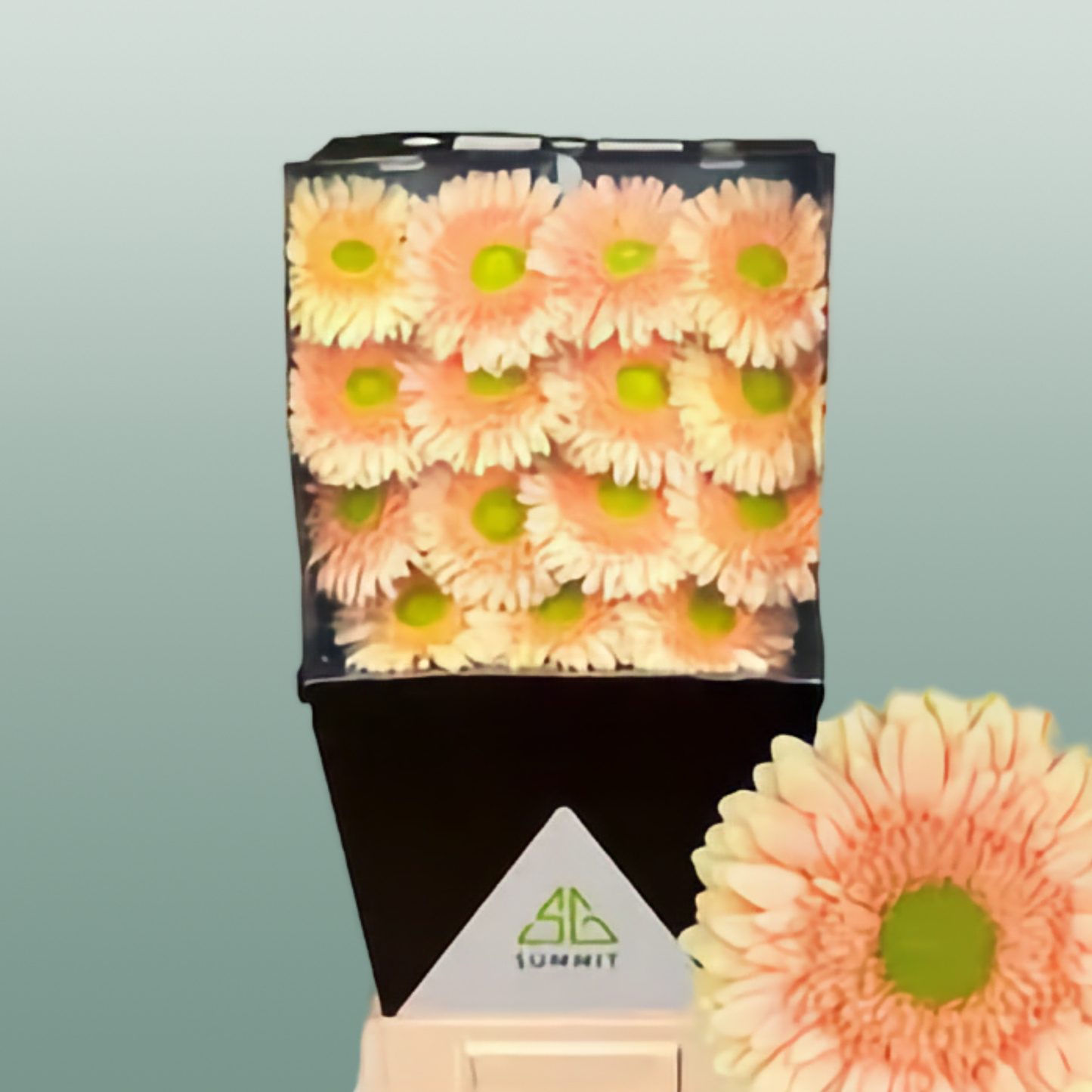 Gerbera Large Carlita