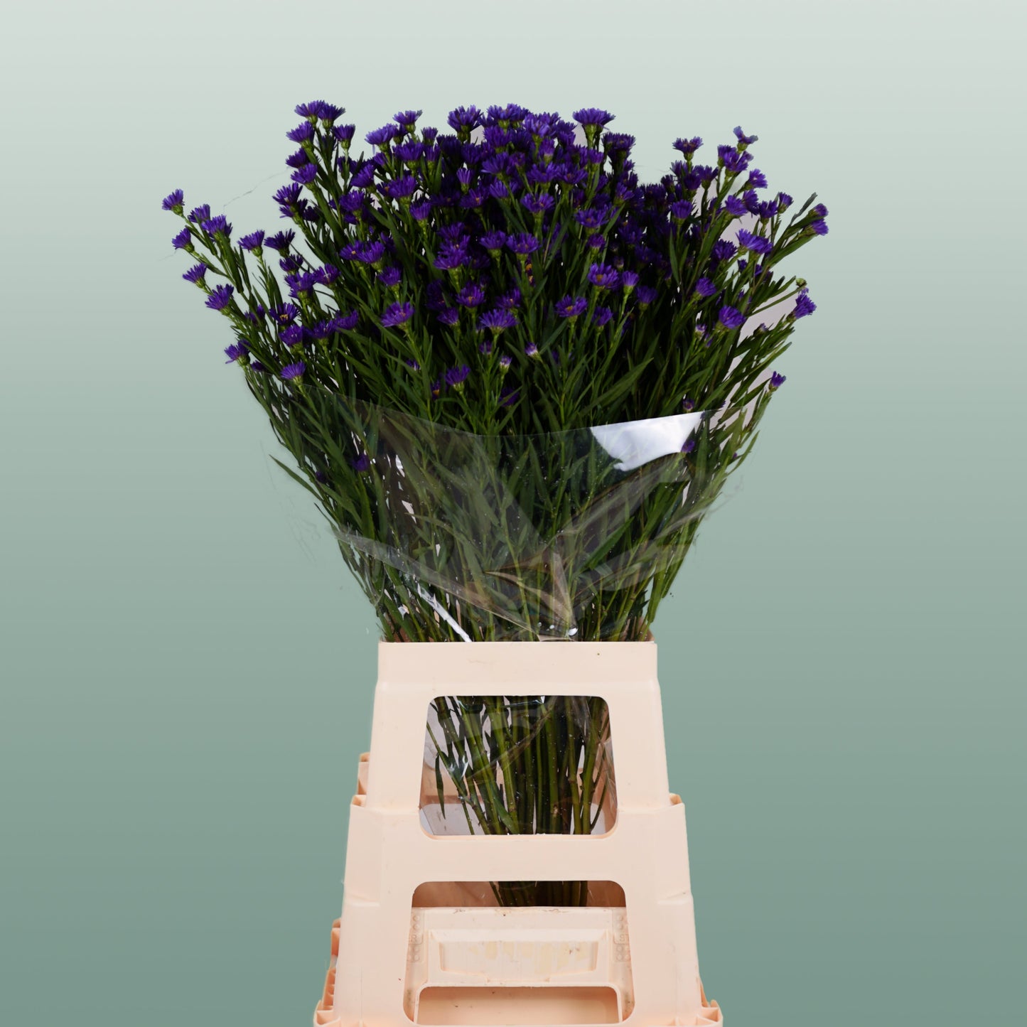 Aster Casamare (25 Stems)