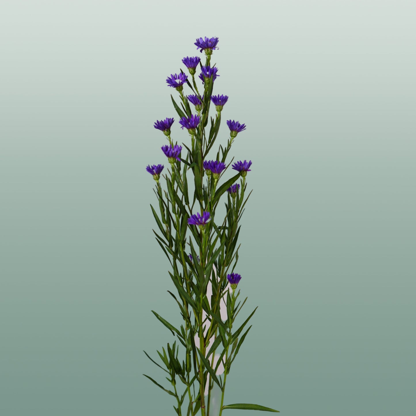 Aster Casamare (25 Stems)