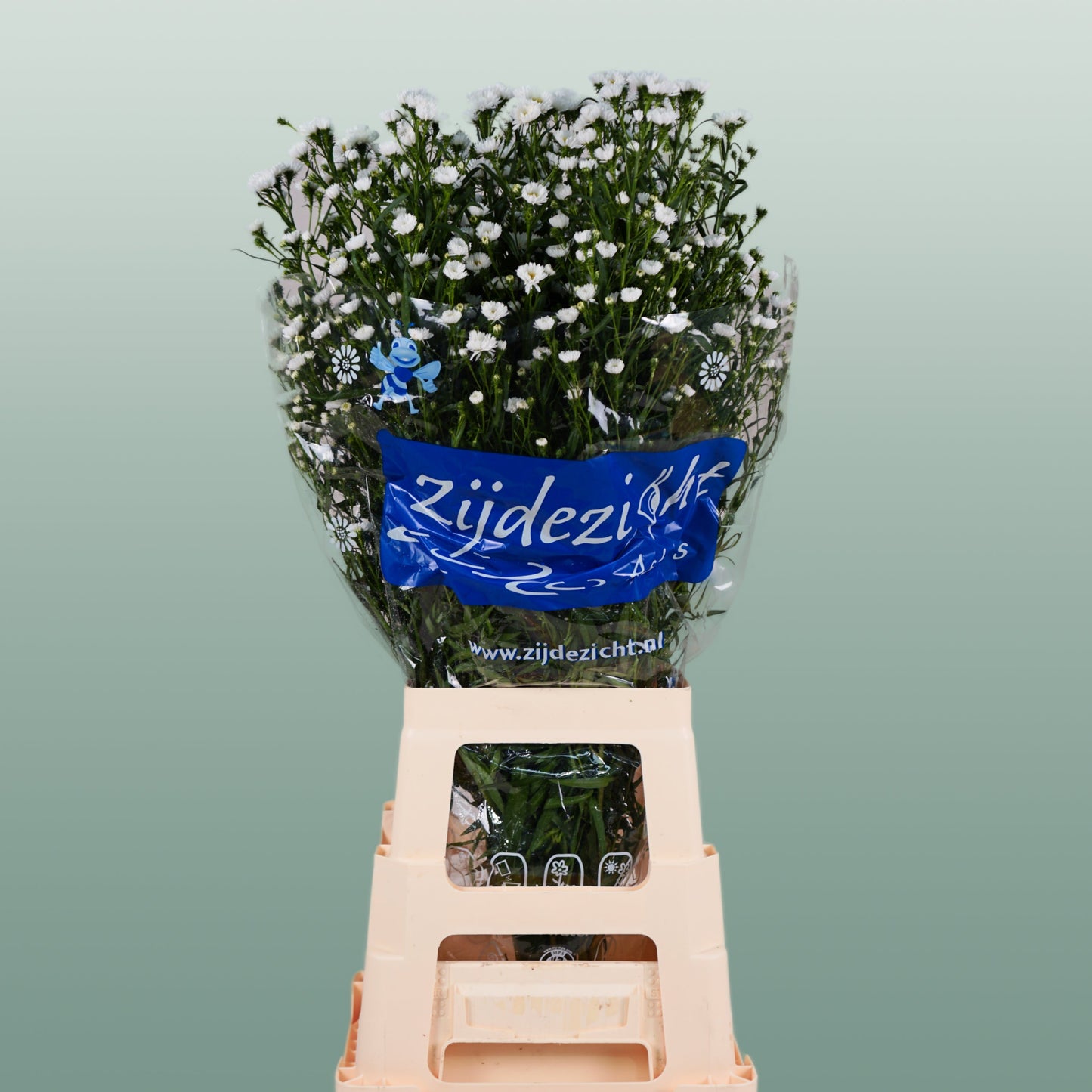 White Aster ‘Cassy’ Cut Flowers – 80cm Stems