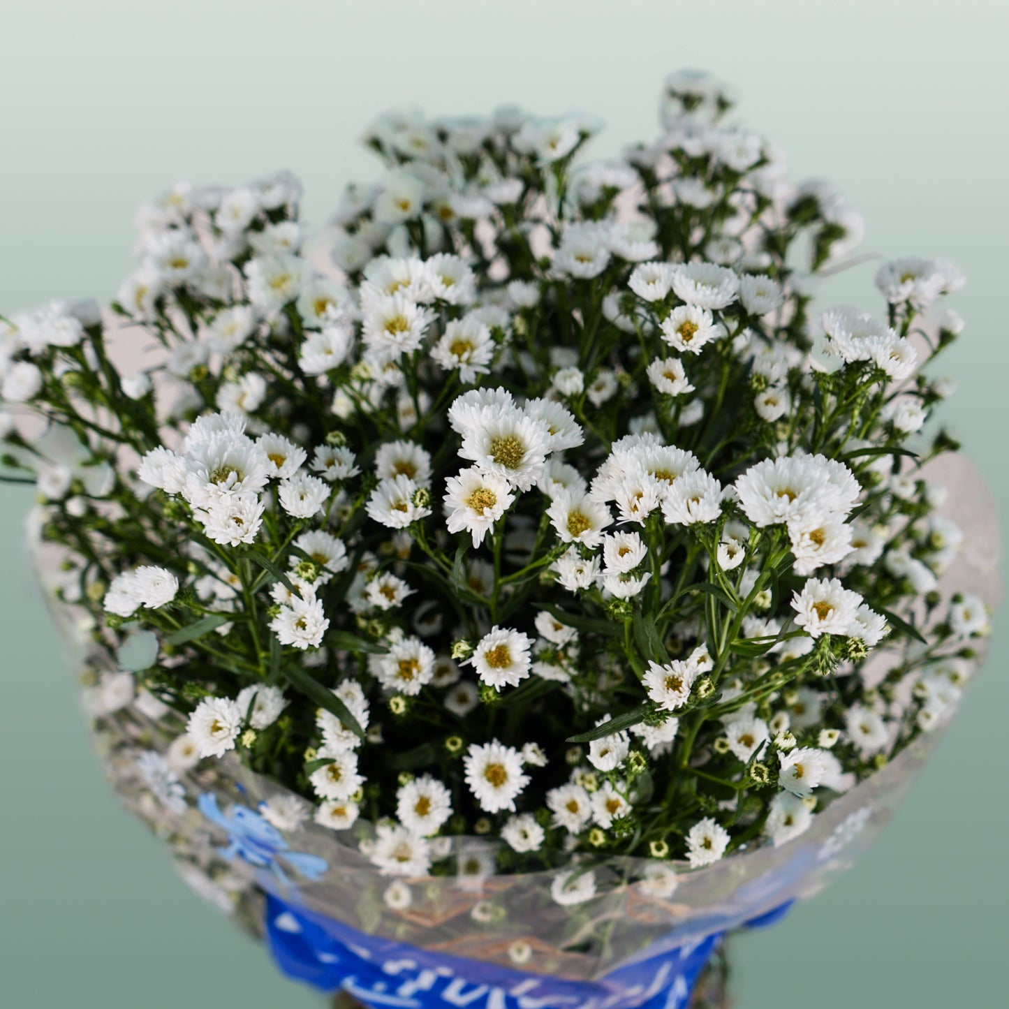 White Aster ‘Cassy’ Cut Flowers – 80cm Stems