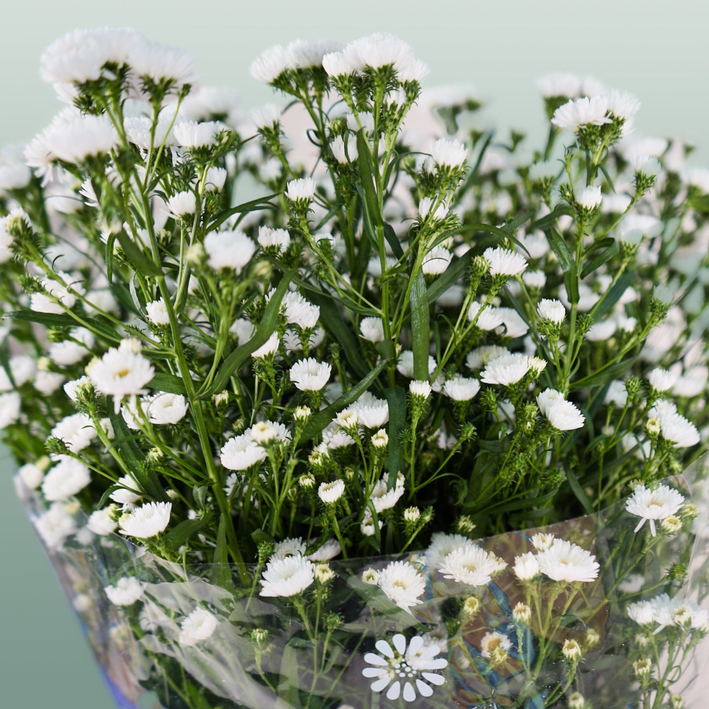 White Aster ‘Cassy’ Cut Flowers – 80cm Stems