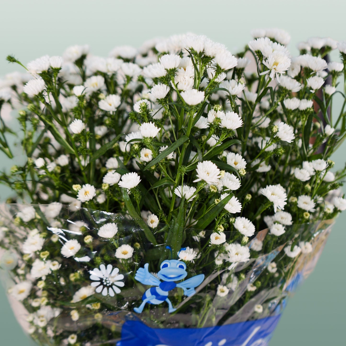 White Aster ‘Cassy’ Cut Flowers – 80cm Stems