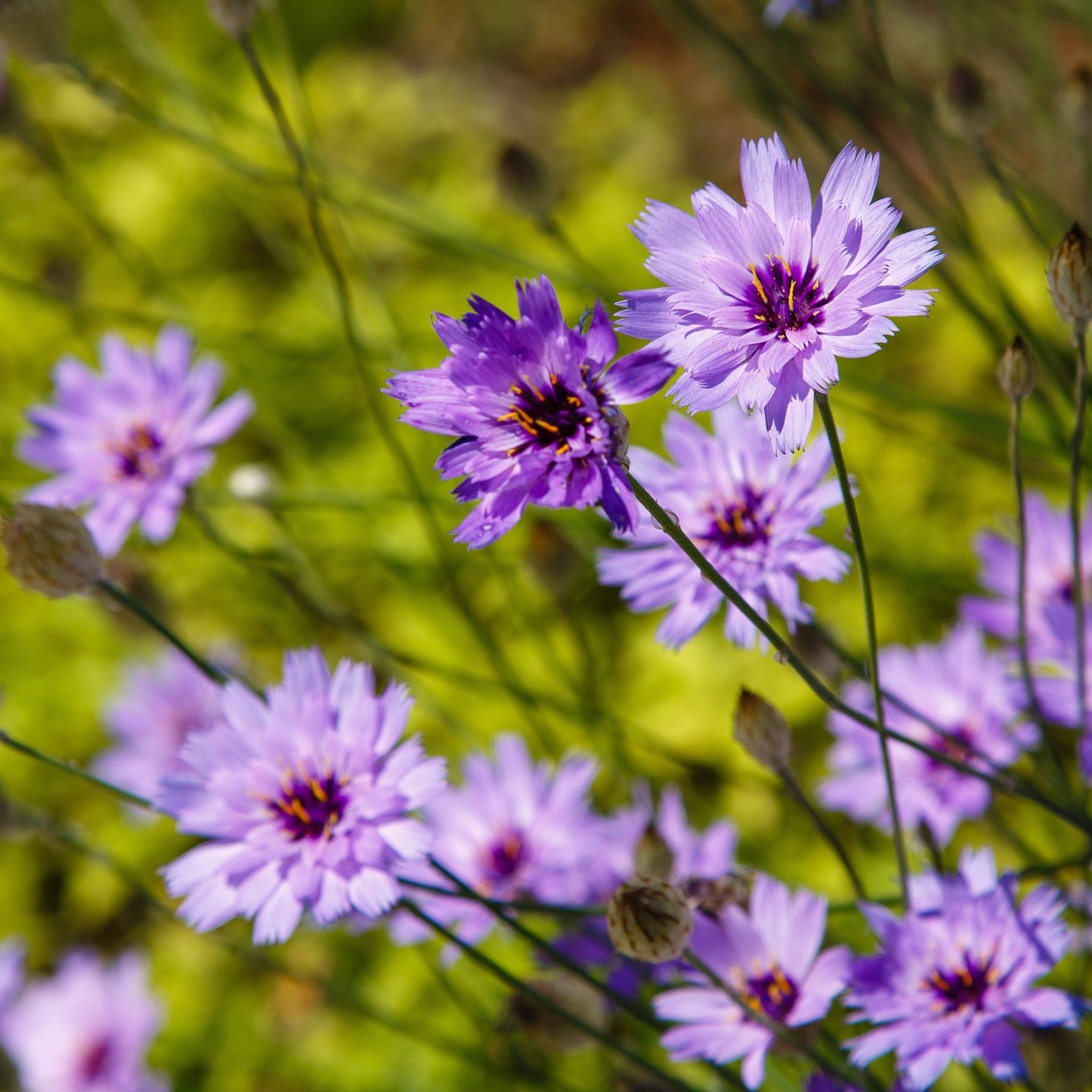 Catananche caerulea 9cm/2L