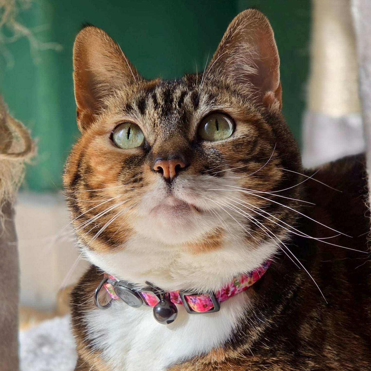 Florentina - Cat Collar, One Size