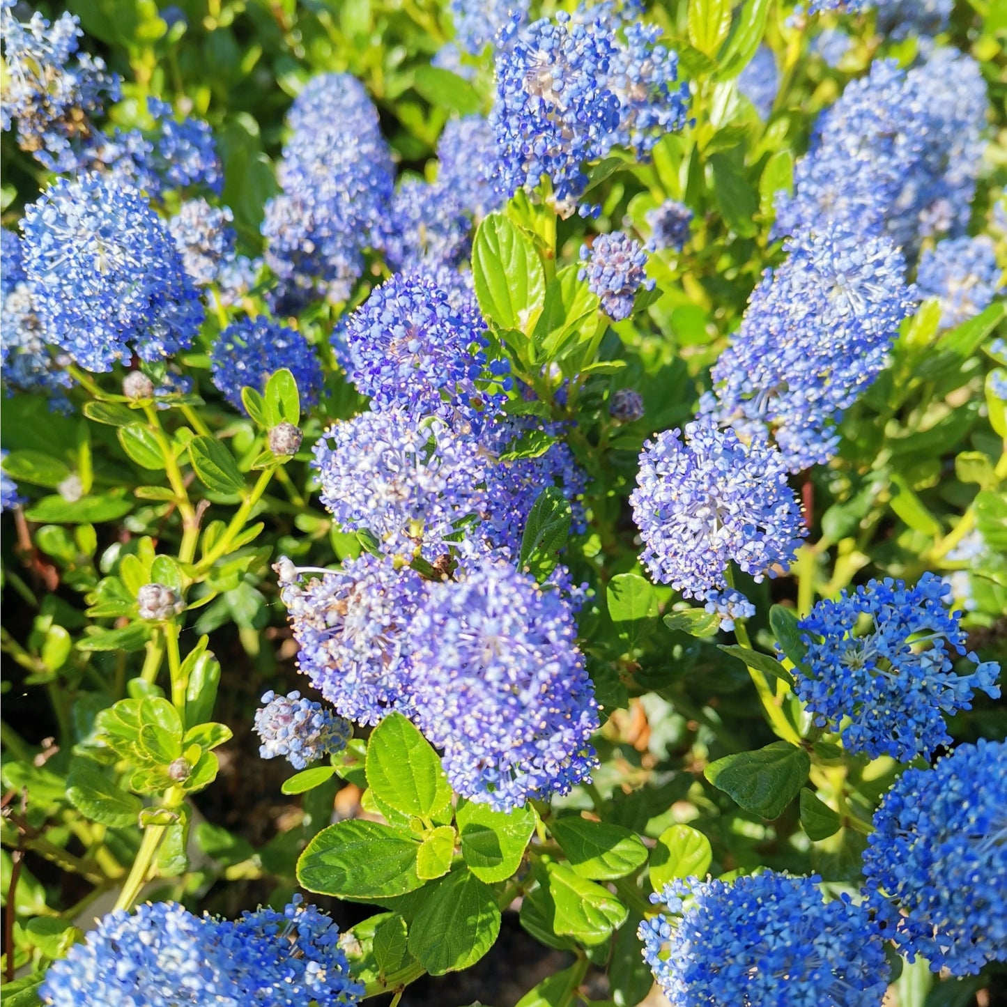 Ceanothus 'Victoria' (Californian Lilac) 9cm/2L