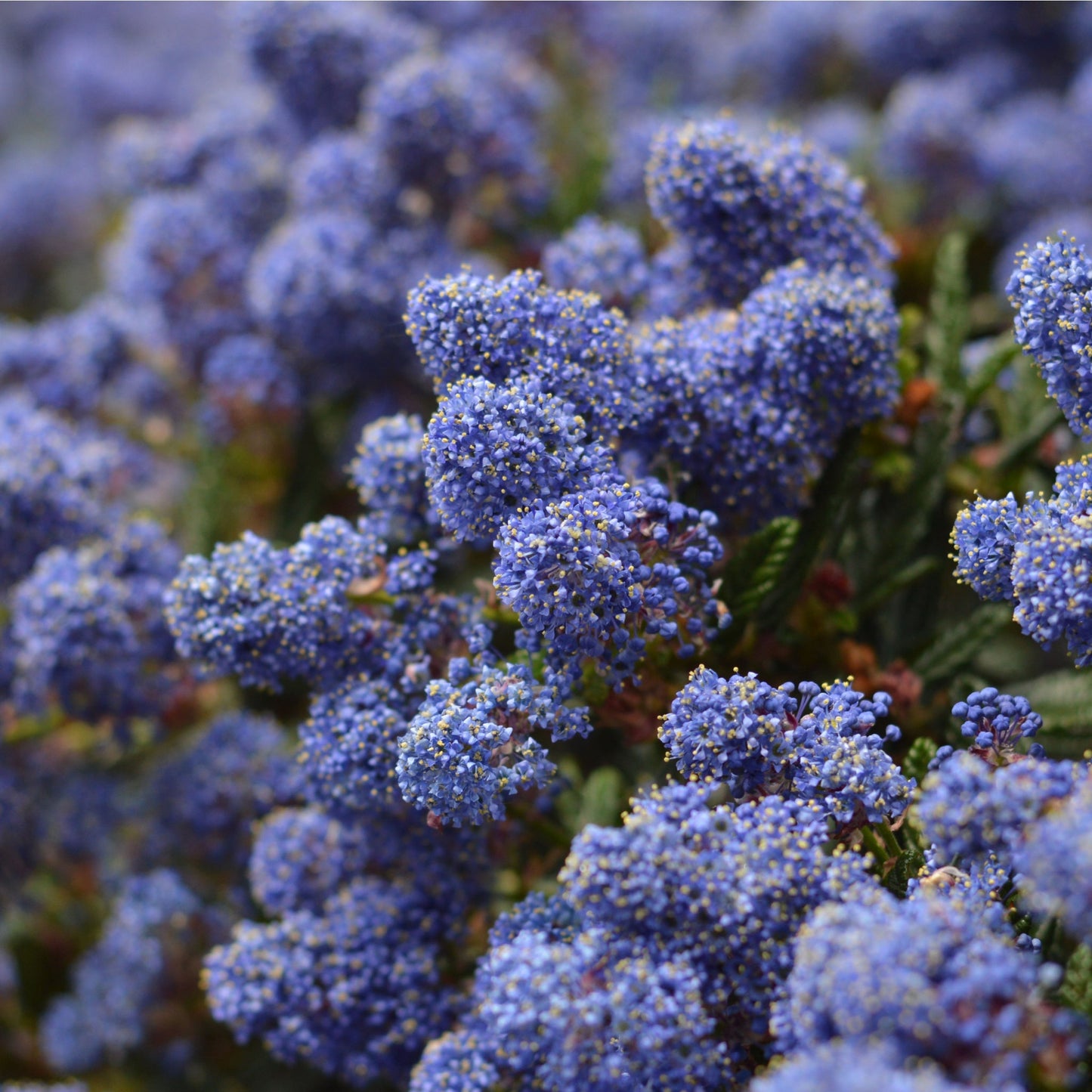Ceanothus 'Victoria' (Californian Lilac) 9cm/2L